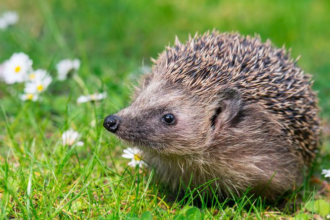 Hedgehog